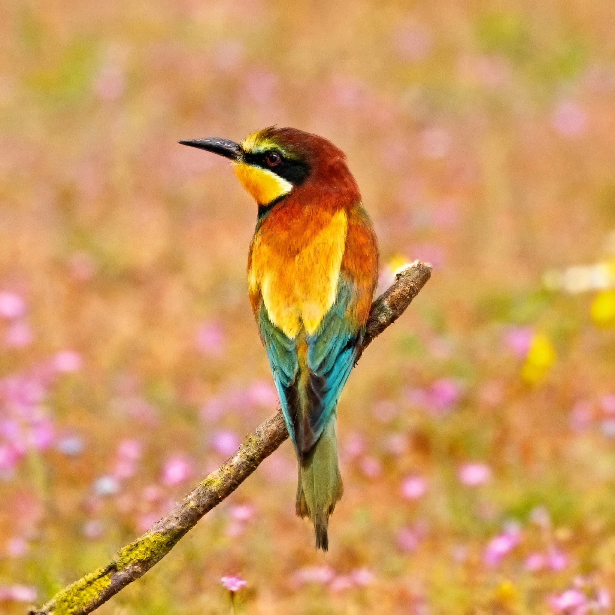 AI写真エンハンス result generated by Banana AI